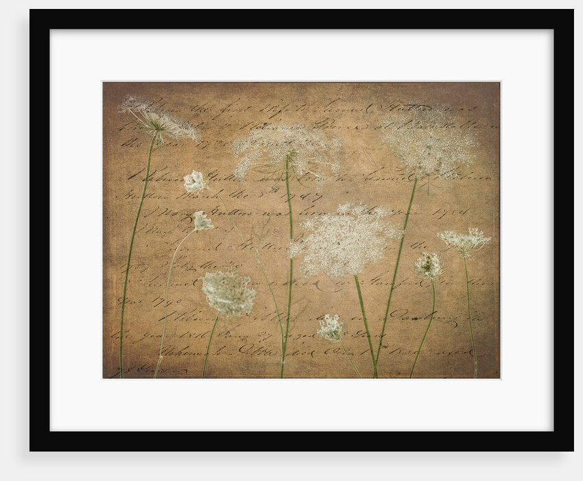 Cow parsley flowers by Assaf Frank